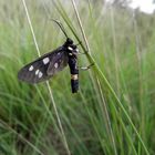 phegea vlinder (midden Limburg NL )