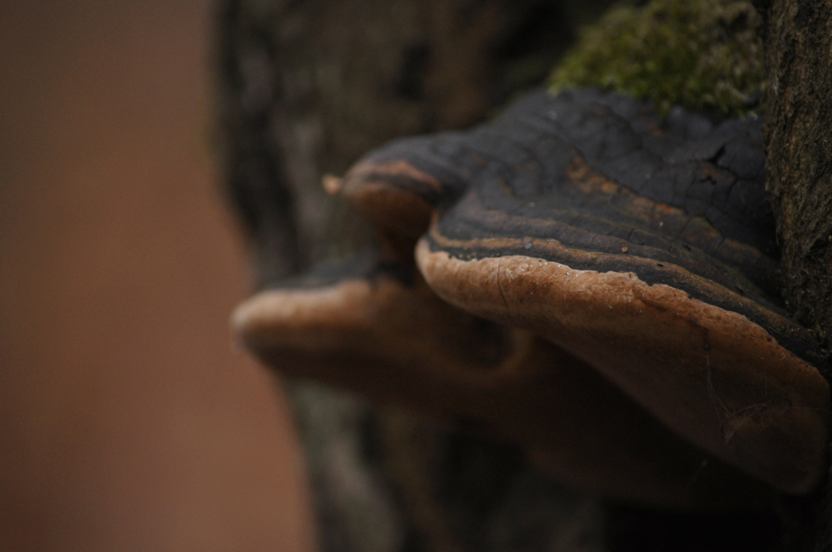 Phellinus igniarius