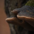 Phellinus igniarius