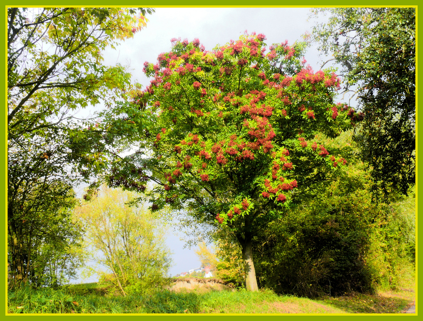 Phellodendron