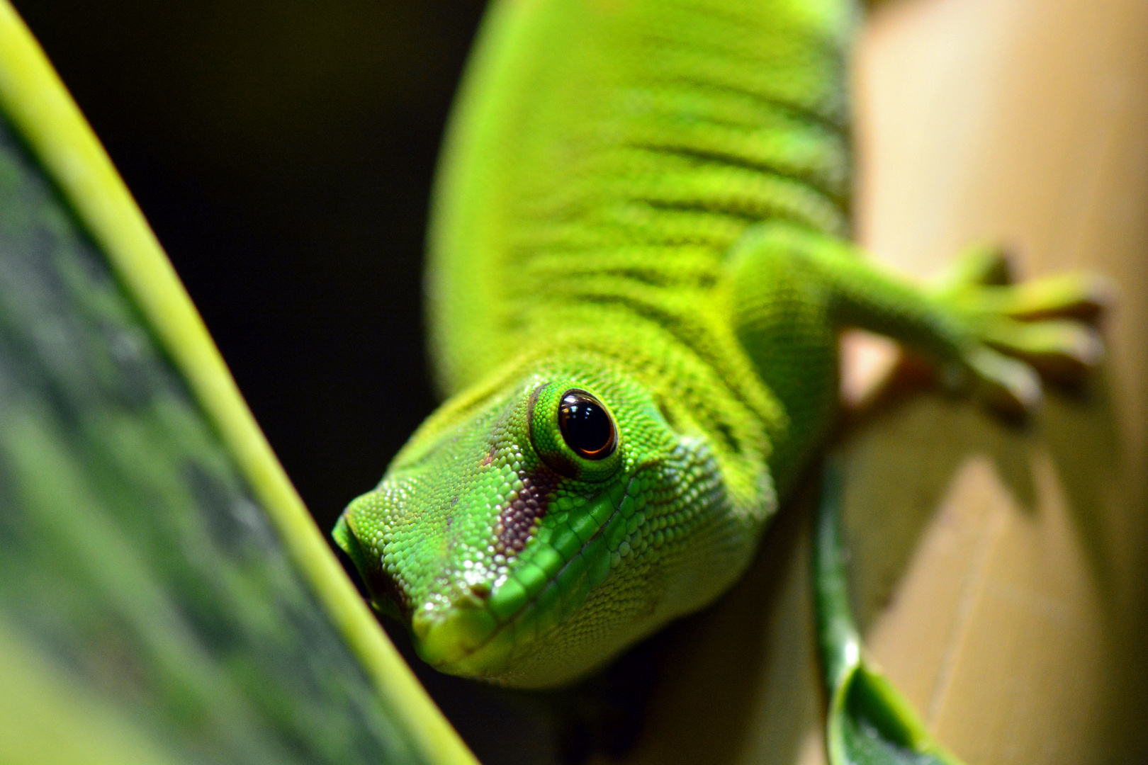 Phelsuma