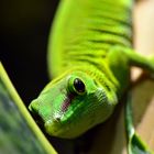 Phelsuma