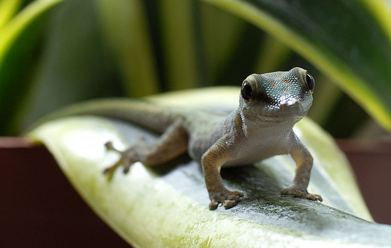 Phelsuma abbotti chekei