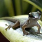 Phelsuma abbotti chekei