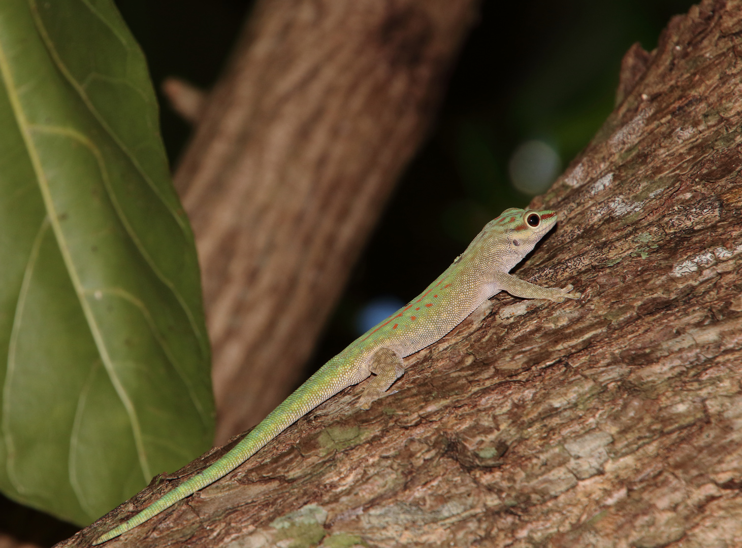 Phelsuma abbotti chekei