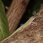 Phelsuma abbotti chekei