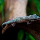 Phelsuma abbotti chekei