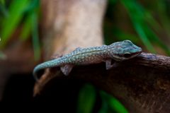 Phelsuma abbotti chekei