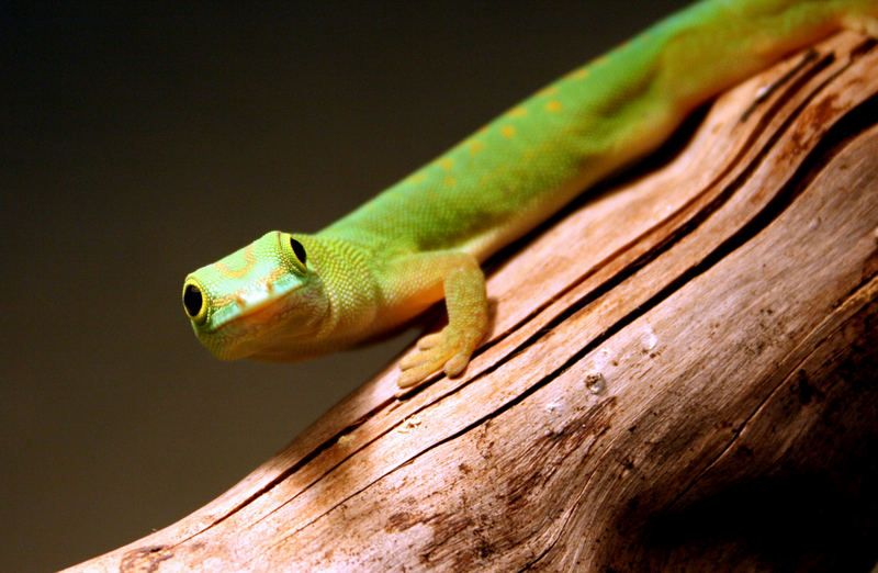 Phelsuma astr. astriata