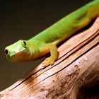 Phelsuma astr. astriata