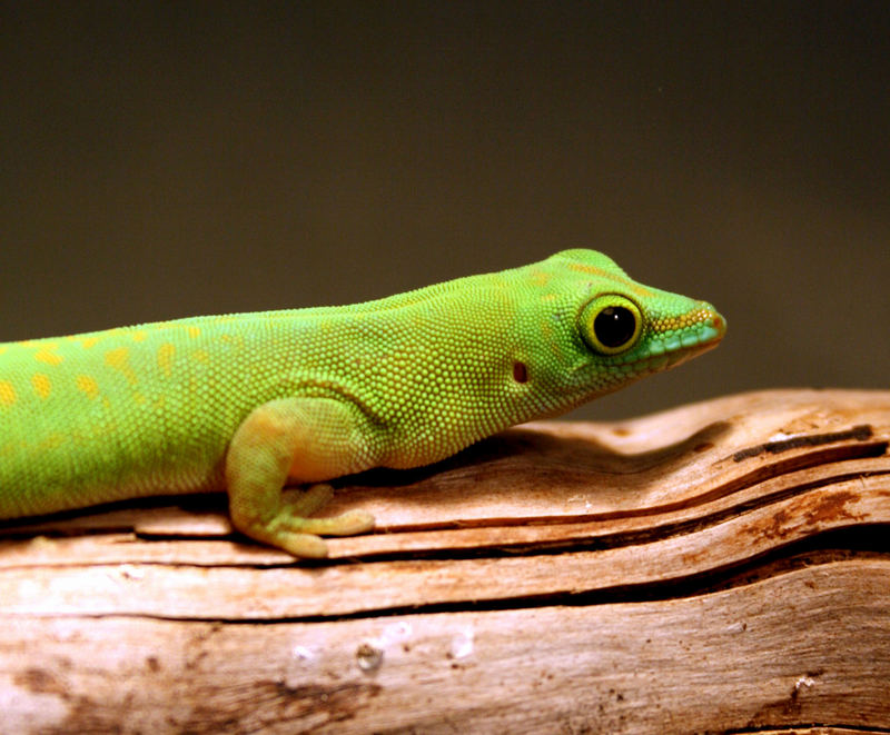 Phelsuma astriata astriata