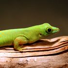 Phelsuma astriata astriata