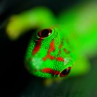 Phelsuma-Baby