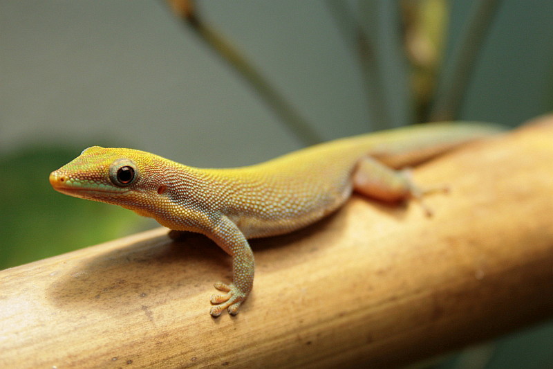 Phelsuma berghofi