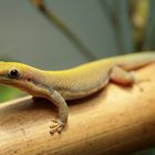 Phelsuma berghofi