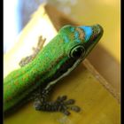 Phelsuma cepediana