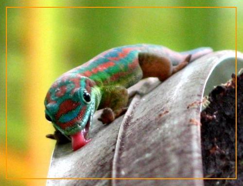 Phelsuma cepediana auf Mauritius