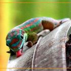 Phelsuma cepediana auf Mauritius