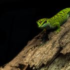 Phelsuma