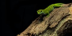 Phelsuma