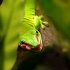 Phelsuma 