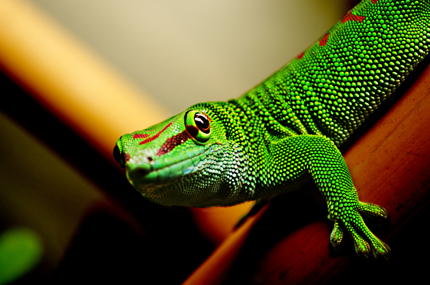 Phelsuma Grandis