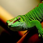 Phelsuma Grandis