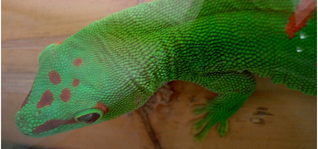 Phelsuma Grandis 1.0