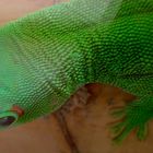 Phelsuma Grandis 1.0