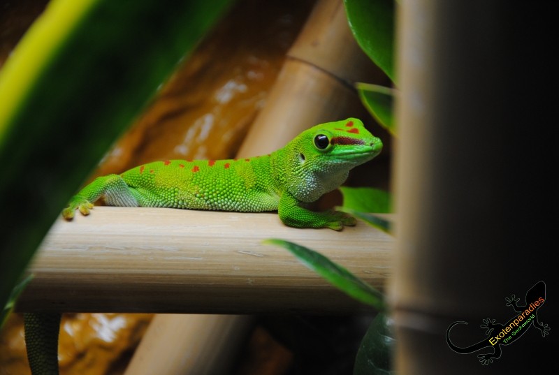 Phelsuma grandis