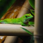 Phelsuma grandis