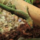 Phelsuma Grandis