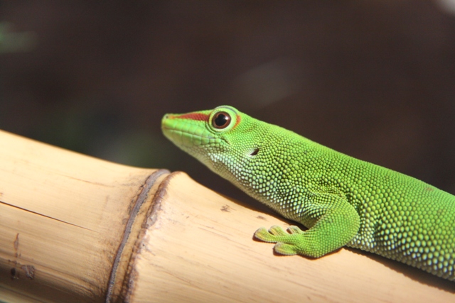 Phelsuma grandis