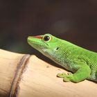 Phelsuma grandis