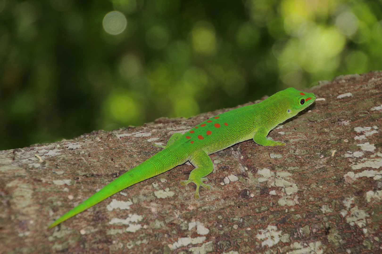 Phelsuma grandis