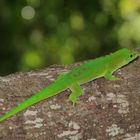 Phelsuma grandis