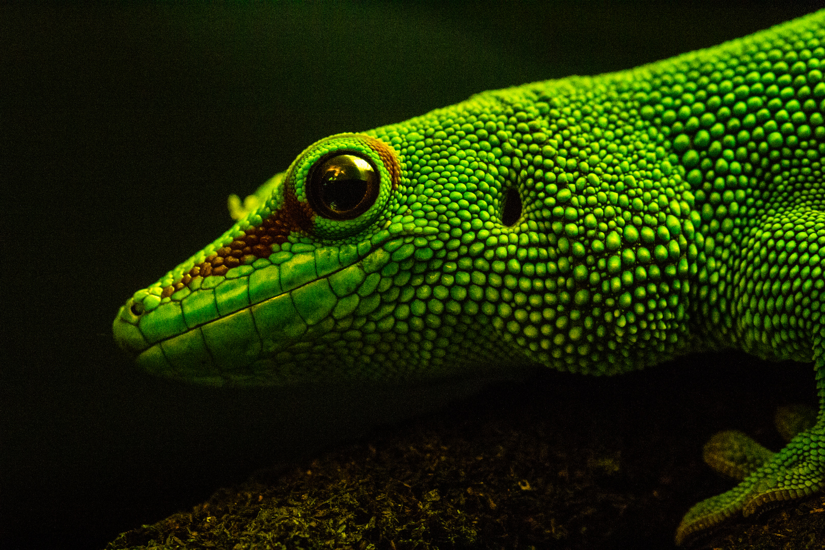 Phelsuma grandis