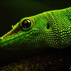 Phelsuma grandis