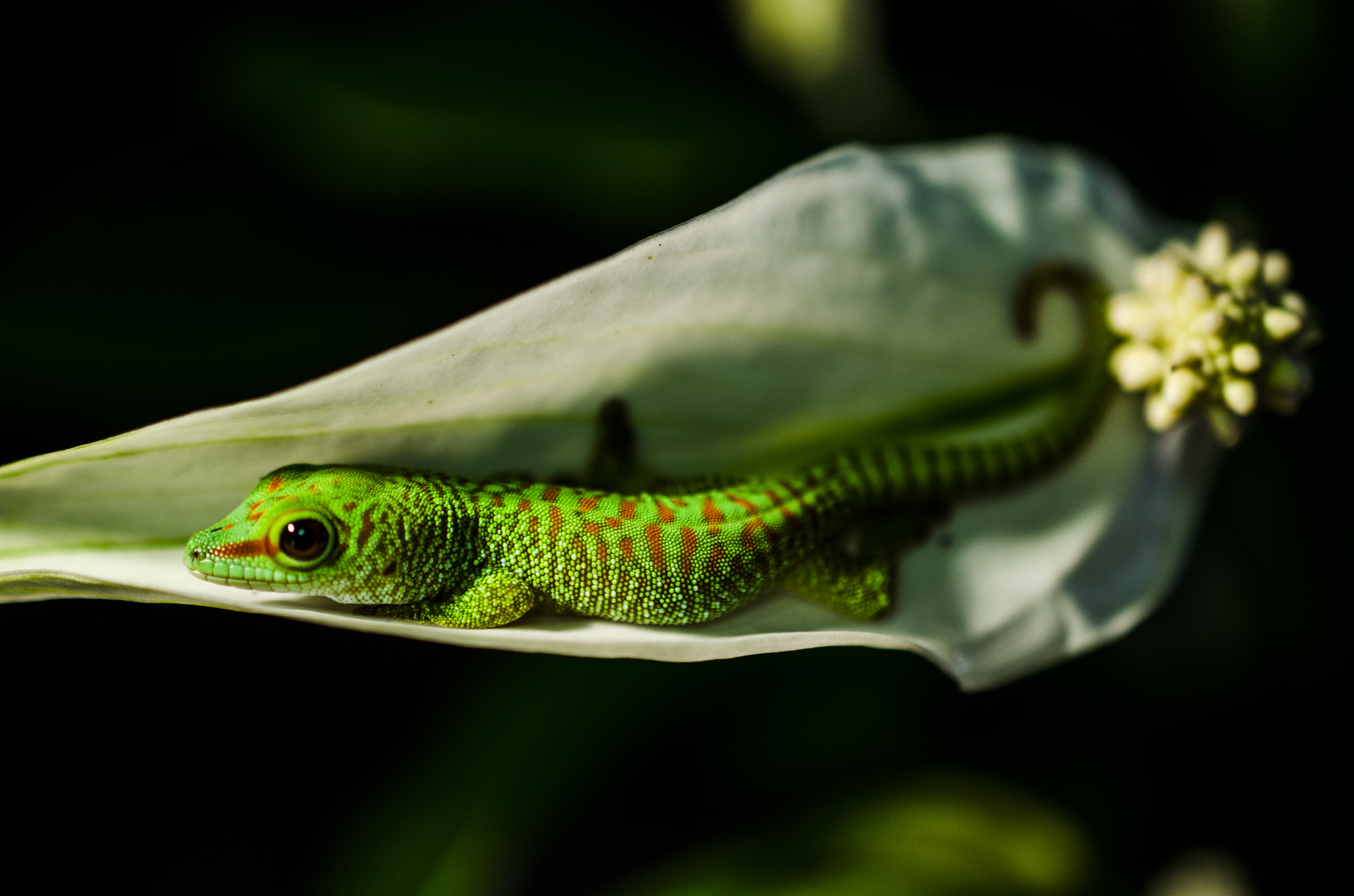 Phelsuma Grandis Baby