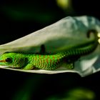 Phelsuma Grandis Baby