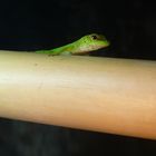 Phelsuma grandis baby