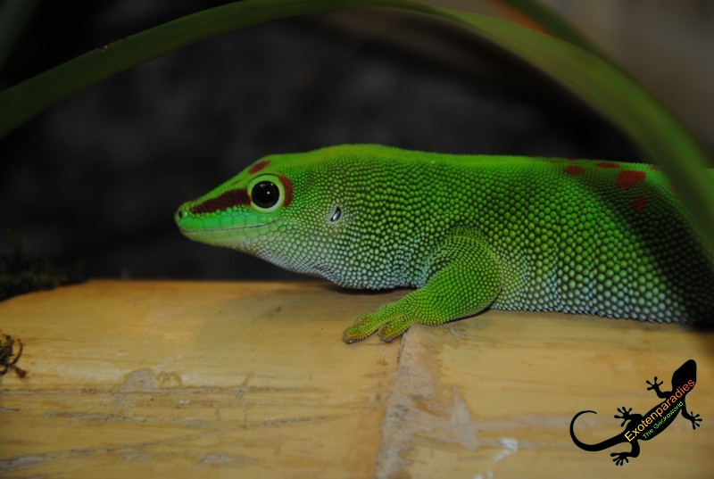 Phelsuma grandis male