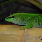 Phelsuma grandis male