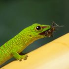 Phelsuma Grandis vs. Gryllus Bimaculatus