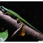 Phelsuma inexpectata