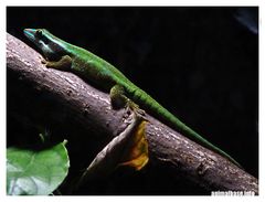 Phelsuma inexpectata