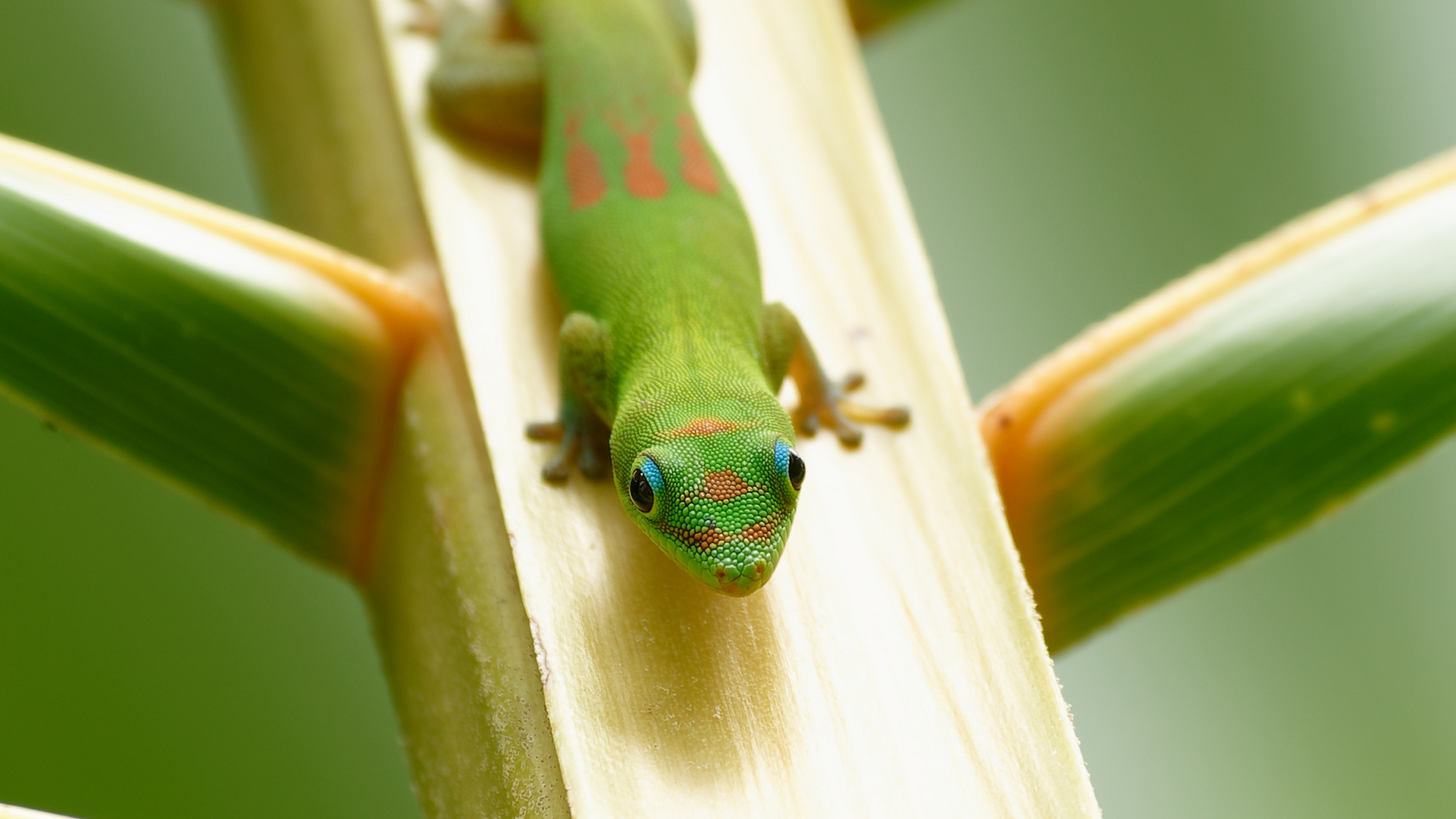 Phelsuma inexpectata