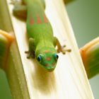 Phelsuma inexpectata