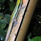 Phelsuma klemerii