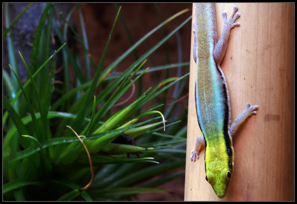 Phelsuma klemmeri